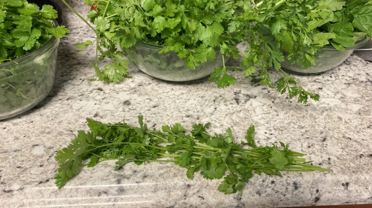 CILANTRO