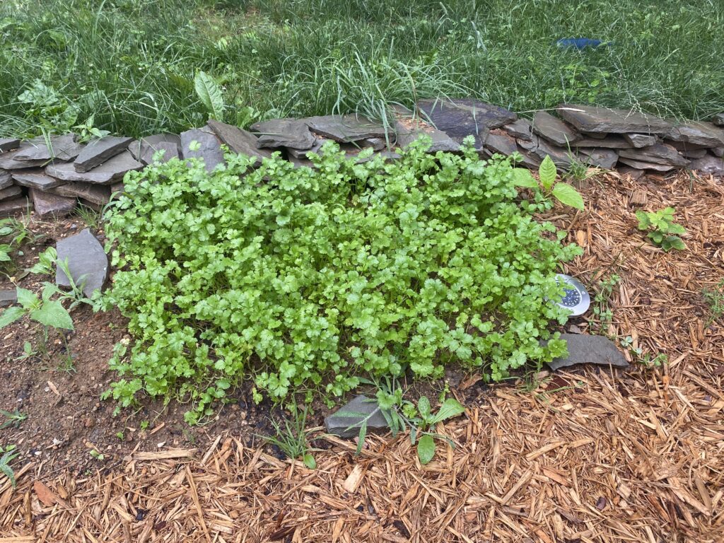 cilantro tincture